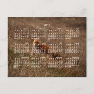 Fox im Gras; Kalender 2013 Postkarte