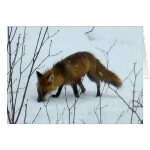 Fox im Schnee - leere Karte