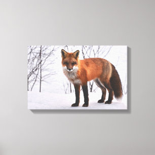 Fox im Schnee Leinwanddruck
