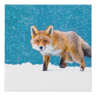 Fox im Winter. Rotfuchs, Vulpes vulpes, Scharfschü Künstlicher Leinwanddruck