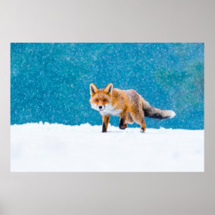 Fox im Winter. Rotfuchs, Vulpes vulpes, Scharfschü Poster