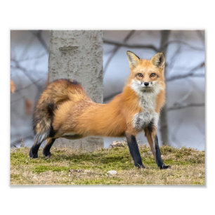 Fox in einer Phase Fotodruck