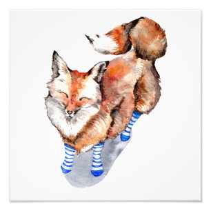 Fox in Socken Fotodruck