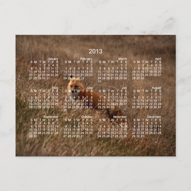 Fox in the Grass; Kalender 2013 Postkarte (Vorderseite)