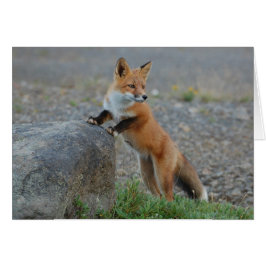 Fox-Karte - freier Raum für jede Anlässe -