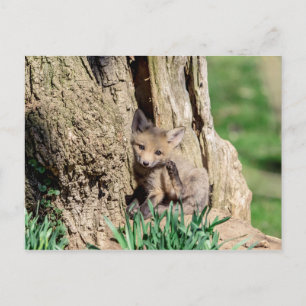 Fox Kit im Hudson Valley Postkarte