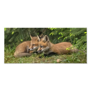 Fox Kit Pals Fotodruck