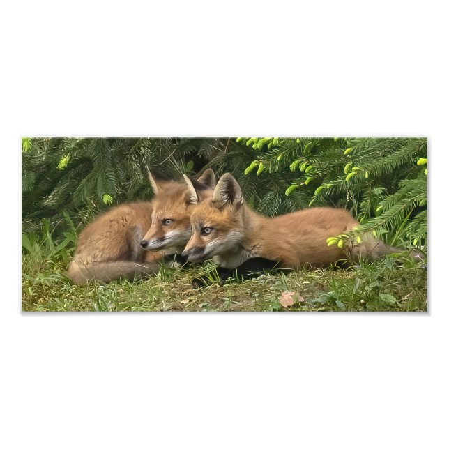 Fox Kit Pals Fotodruck (Vorne)
