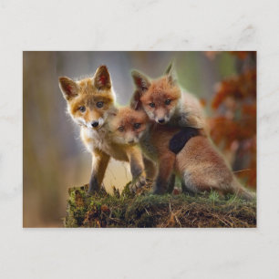 Fox Kits Foto Postkarte