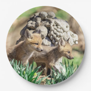 Fox Kits im Hudson Valley Pappteller