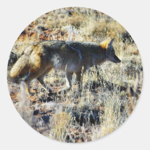 Fox-Kojoten wildes Anilmal auf dem Gebiet Runder Aufkleber
