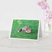 Fox Lay auf Gras