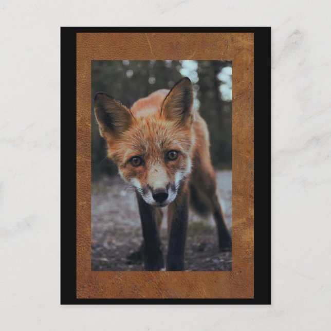 Fox Nah up Postcross Postcard Postkarte (Vorderseite)