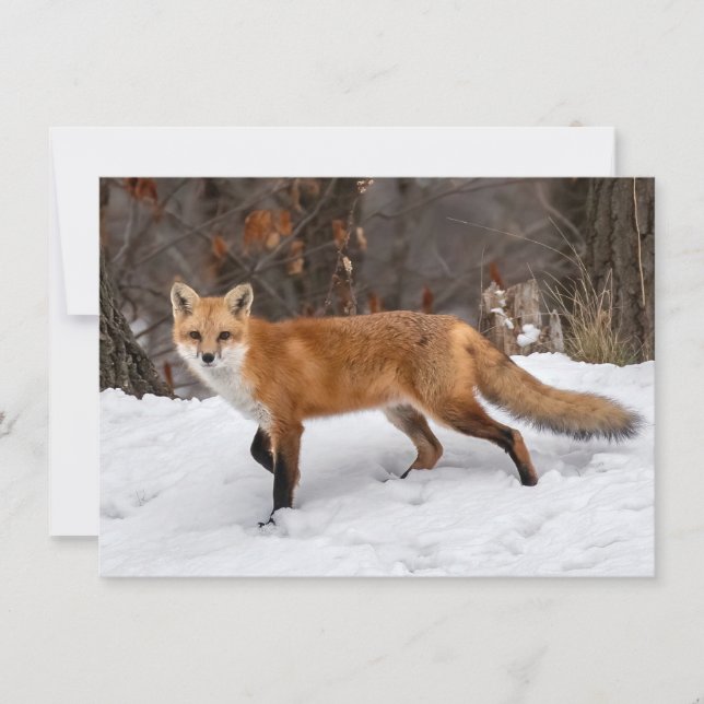 Fox on Snow Christmas Card Karte (Vorderseite)