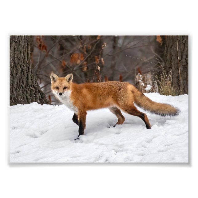 Fox On Snow Foto Print (Vorne)