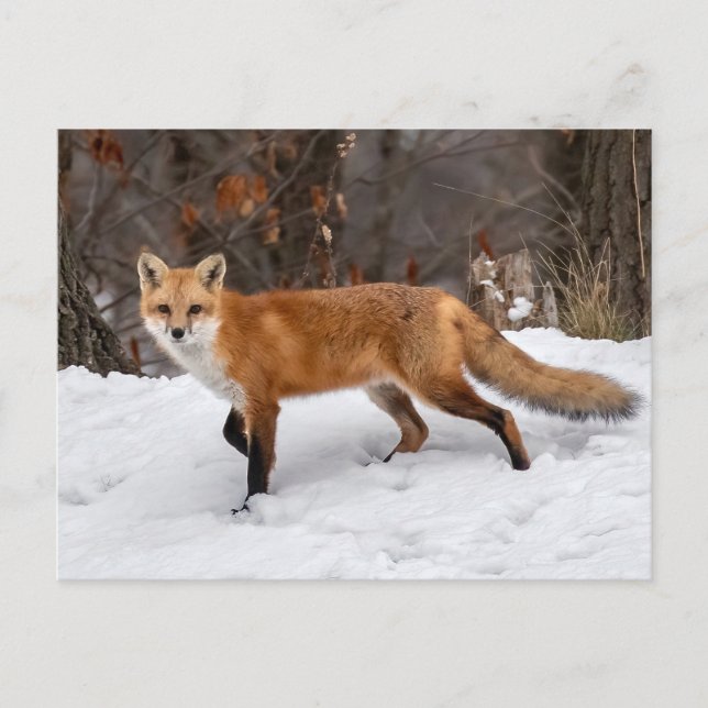 Fox On Snow Foto Print Postkarte (Vorderseite)