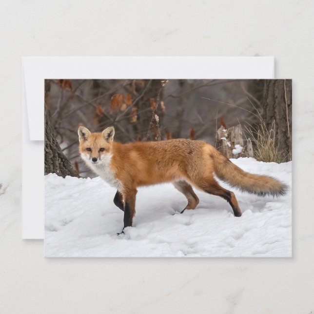 Fox on Snow Karte (Vorderseite)