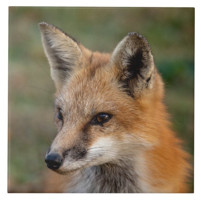 Fox Portrait Fliese (Vorderseite)