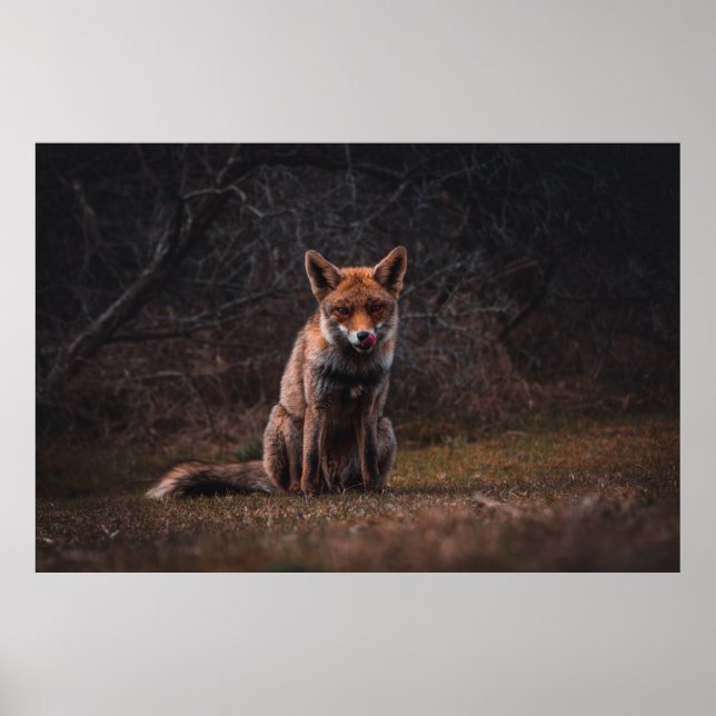 FOX POSTER (Vorne)