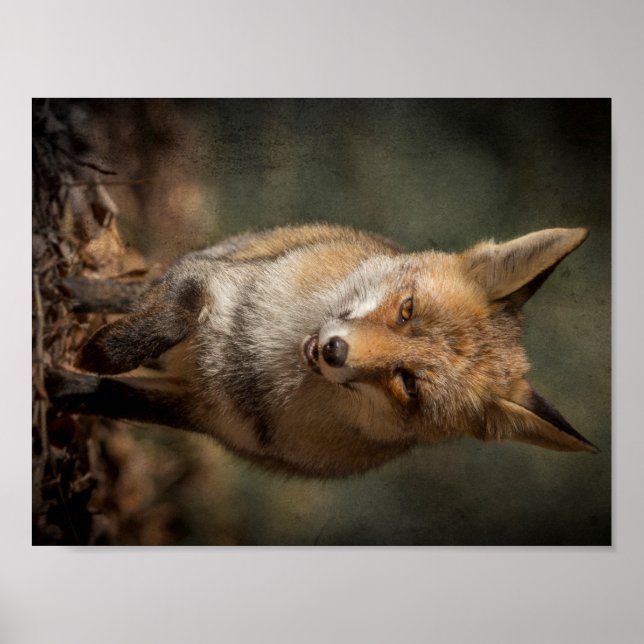 Fox Poster (Vorne)