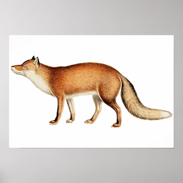 Fox-Poster Poster (Vorne)