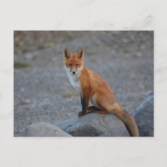 Fox Postkarte (Vorderseite)