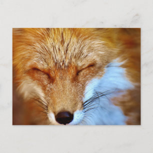 Fox Postkarte