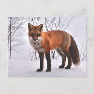 Fox Postkarte