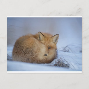 Fox-Postkarte Postkarte