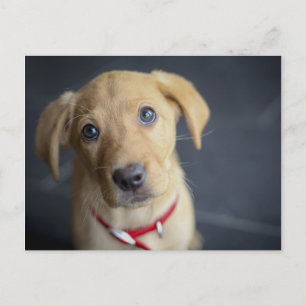 Fox Red Labrador Puppy Postkarte