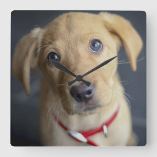 Fox Red Labrador Puppy Quadratische Wanduhr