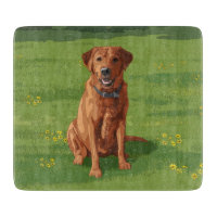 Fox Red Yellow Labrador Retriever Hund