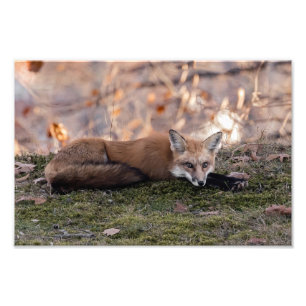Fox-Ruhen auf Moss Fotodruck