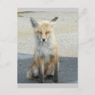 Fox "Scooter" IBSP Postcard Postkarte