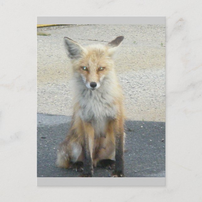 Fox "Scooter" IBSP Postcard Postkarte (Vorderseite)