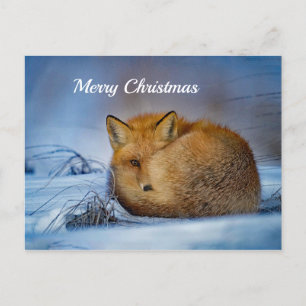 Fox Sleeping Snow Foto Weihnachten Postkarte