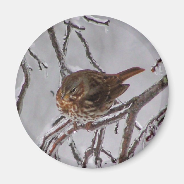 Fox Sparrow Magnet (Vorne)