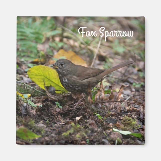 Fox Sparrow Magnet (Vorne)