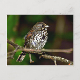 Fox Sparrow Postkarte
