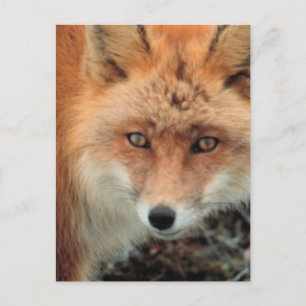 Fox Species Postcard Postkarte