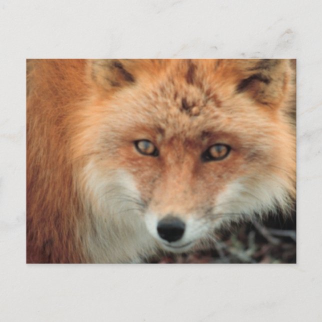 Fox Species Postcard Postkarte (Vorderseite)
