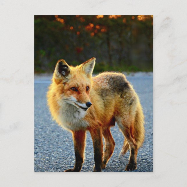 Fox Sunset Postkarte (Vorderseite)