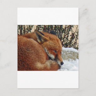 Fox-Tagesträumen Postkarte