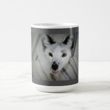 Fox-Tasse - Boris