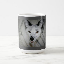 Fox-Tasse - Boris Tasse