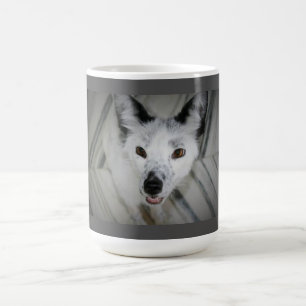 Fox-Tasse - Boris Tasse