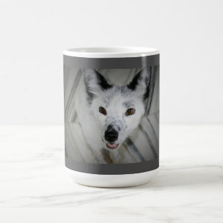 Fox-Tasse - Boris Tasse