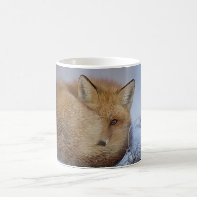 Fox-Tasse, foxy Tasse, Füchse, Natur, wild lebende Tasse (Mittel)