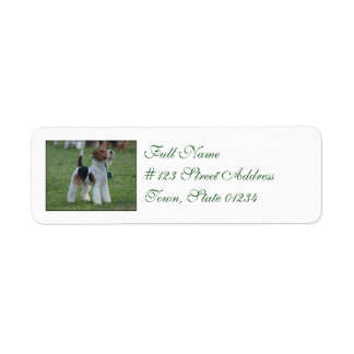 Fox Terrier