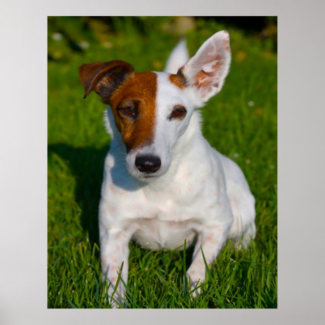 Fox Terrier Dog. Poster (Vorne)